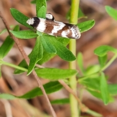 Isomoralla gephyrota (A Concealer moth) at Isaacs Ridge - 10 Jan 2023 by Mike