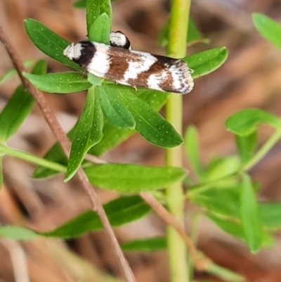 Isomoralla gephyrota (A Concealer moth) at Isaacs Ridge - 10 Jan 2023 by Mike