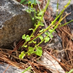 Scutellaria humilis (Dwarf Skullcap) at Isaacs Ridge and Nearby - 10 Jan 2023 by Mike