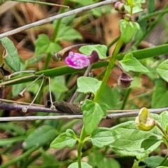 Scutellaria humilis at Jerrabomberra, ACT - 11 Jan 2023 10:10 AM