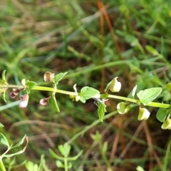 Scutellaria humilis at Jerrabomberra, ACT - 11 Jan 2023 10:10 AM