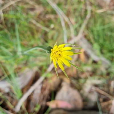 Tragopogon dubius (Goatsbeard) at Jerrabomberra, ACT - 11 Jan 2023 by Mike