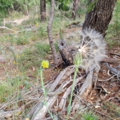 Tragopogon dubius at Jerrabomberra, ACT - 11 Jan 2023