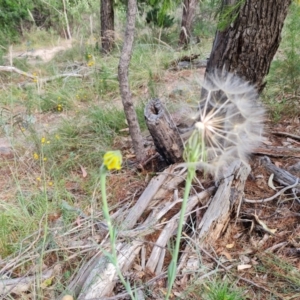 Tragopogon dubius at Jerrabomberra, ACT - 11 Jan 2023