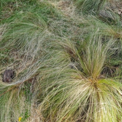 Nassella trichotoma (Serrated Tussock) at Jerrabomberra, ACT - 11 Jan 2023 by Mike