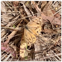 Heteronympha merope (Common Brown Butterfly) at Crace, ACT - 8 Jan 2023 by RosD