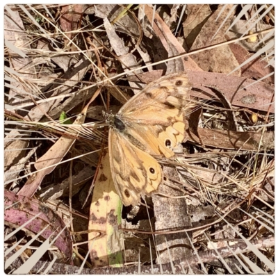 Heteronympha merope (Common Brown Butterfly) at Crace, ACT - 8 Jan 2023 by RosD