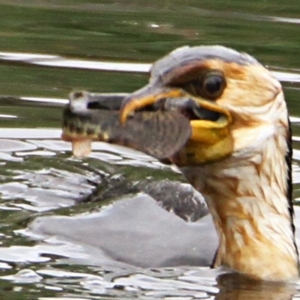 Misgurnus anguillicaudatus at Throsby, ACT - 11 Jan 2023