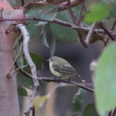 Smicrornis brevirostris (Weebill) at Forde, ACT - 11 Jan 2023 by Bigjim