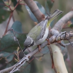 Melithreptus brevirostris (Brown-headed Honeyeater) at Mulligans Flat - 10 Jan 2023 by Bigjim