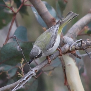 Melithreptus brevirostris at Forde, ACT - 11 Jan 2023 06:17 AM