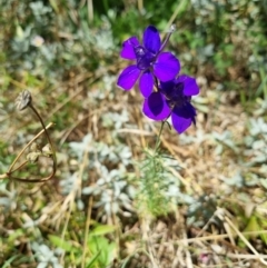 Unidentified Other Shrub at Isaacs, ACT - 11 Jan 2023 by SkyFire747