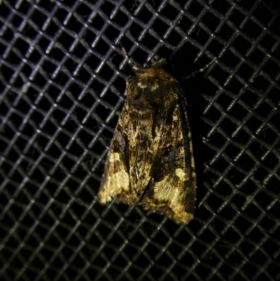 Neumichtis nigerrima (Black Turnip Moth) at Mongarlowe River - 10 Jan 2023 by arjay