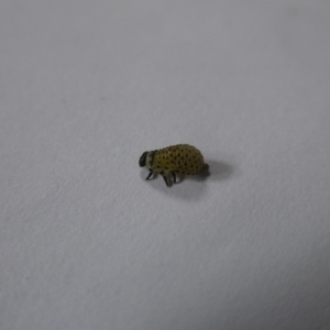 Dicranosterna immaculata at suppressed - 11 Jan 2023