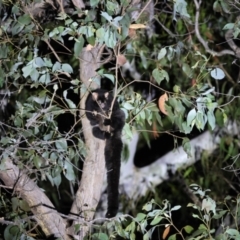 Petauroides volans at Palerang, NSW - 9 Jan 2023