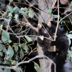 Petauroides volans at Palerang, NSW - 9 Jan 2023