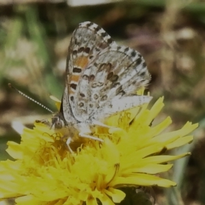 Lucia limbaria at Fyshwick, ACT - 10 Jan 2023 11:06 AM