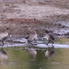 Tachybaptus novaehollandiae (Australasian Grebe) at Bungendore, NSW - 10 Jan 2023 by Liam.m