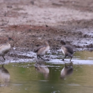 Tachybaptus novaehollandiae at Bungendore, NSW - 10 Jan 2023