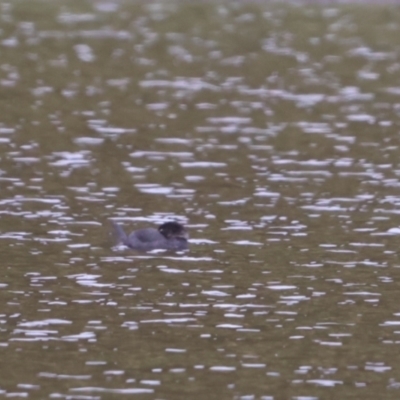 Biziura lobata (Musk Duck) at Bungendore, NSW - 10 Jan 2023 by Liam.m