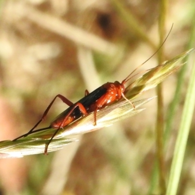 Lissopimpla excelsa (Orchid dupe wasp, Dusky-winged Ichneumonid) at Fyshwick, ACT - 10 Jan 2023 by JohnBundock