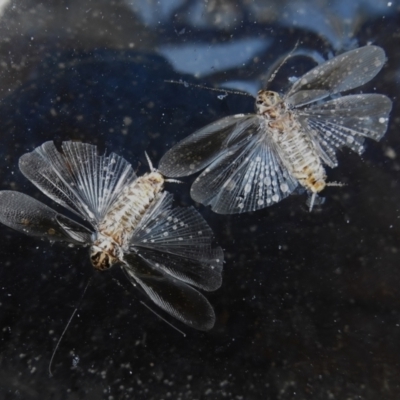 Johnrehnia contraria (Cockroach) at Wanniassa, ACT - 10 Jan 2023 by JohnBundock