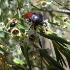 Bisallardiana gymnopleura (Brown flower chafer) at Block 402 - 7 Jan 2023 by Miranda