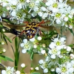 Neorrhina punctata (Spotted flower chafer) at Denman Prospect 2 Estate Deferred Area (Block 12) - 31 Dec 2022 by Miranda