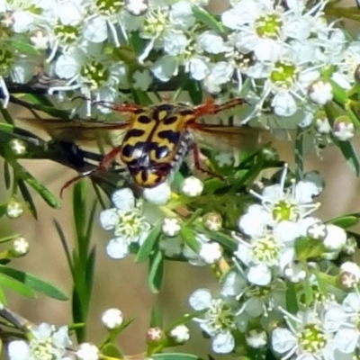 Neorrhina punctata (Spotted flower chafer) at Block 402 - 31 Dec 2022 by Miranda