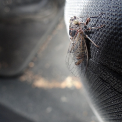 Atrapsalta furcilla (Southern Mountain Squeaker) at Block 402 - 1 Jan 2023 by Miranda