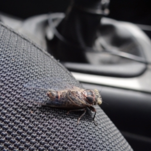 Atrapsalta furcilla at Molonglo Valley, ACT - 1 Jan 2023