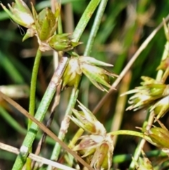 Juncus homalocaulis at Gundaroo, NSW - 11 Jan 2023