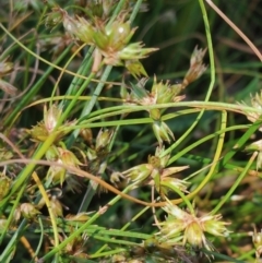 Juncus homalocaulis at Gundaroo, NSW - 11 Jan 2023 02:58 PM