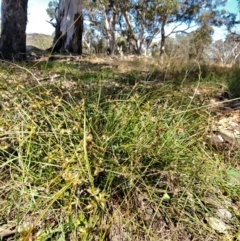 Juncus homalocaulis at Gundaroo, NSW - 11 Jan 2023 02:58 PM