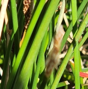 Eleocharis acuta at Gundaroo, NSW - 11 Jan 2023