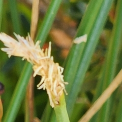 Eleocharis acuta at Gundaroo, NSW - 11 Jan 2023 03:09 PM