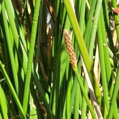 Eleocharis acuta at Gundaroo, NSW - 11 Jan 2023 03:09 PM