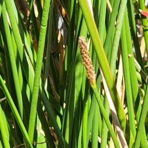 Eleocharis acuta at Gundaroo, NSW - 11 Jan 2023 03:09 PM