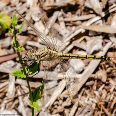 Orthetrum caledonicum (Blue Skimmer) at ANBG - 11 Jan 2023 by Roger