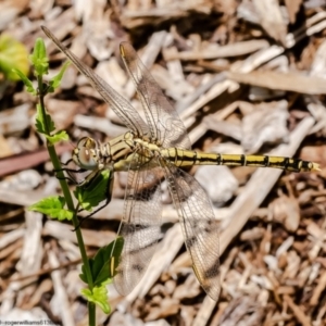 Orthetrum caledonicum at Acton, ACT - 11 Jan 2023