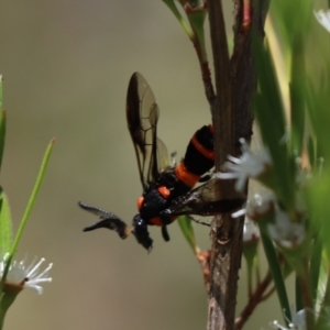 Pterygophorus cinctus at Cook, ACT - 11 Jan 2023 10:07 AM