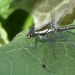 Austroargiolestes icteromelas at QPRC LGA - 10 Jan 2023