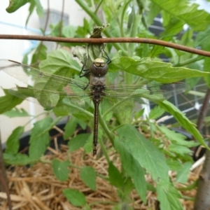 Anax papuensis at suppressed - 18 Dec 2022