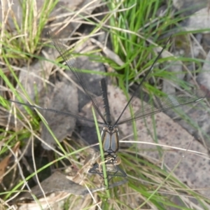 Diphlebia lestoides at suppressed - 27 Oct 2022