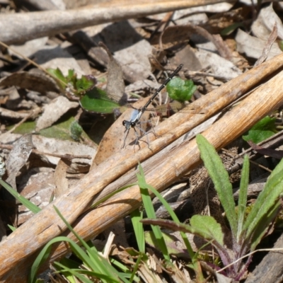 Austroargiolestes calcaris (Powdered Flatwing) at Charleys Forest, NSW - 16 Oct 2022 by arjay