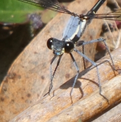 Austroargiolestes calcaris at QPRC LGA - suppressed