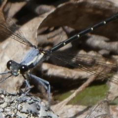 Austroargiolestes calcaris at QPRC LGA - suppressed