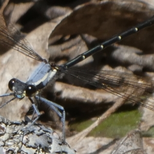 Austroargiolestes calcaris at QPRC LGA - suppressed