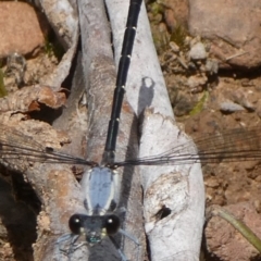 Austroargiolestes calcaris at QPRC LGA - suppressed