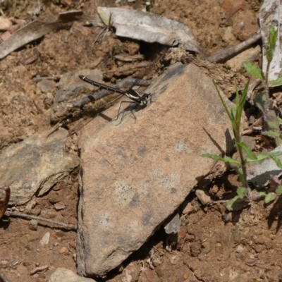 Argiolestidae (family) (Flatwings) at Charleys Forest, NSW - 16 Oct 2022 by arjay